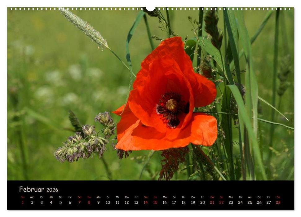 Just Mohn (CALVENDO Premium Wandkalender 2026)