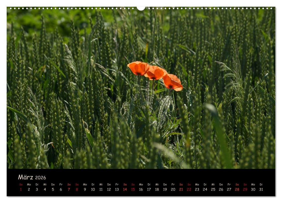 Just Mohn (CALVENDO Premium Wandkalender 2026)