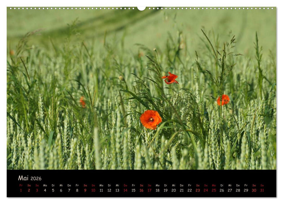 Just Mohn (CALVENDO Premium Wandkalender 2026)