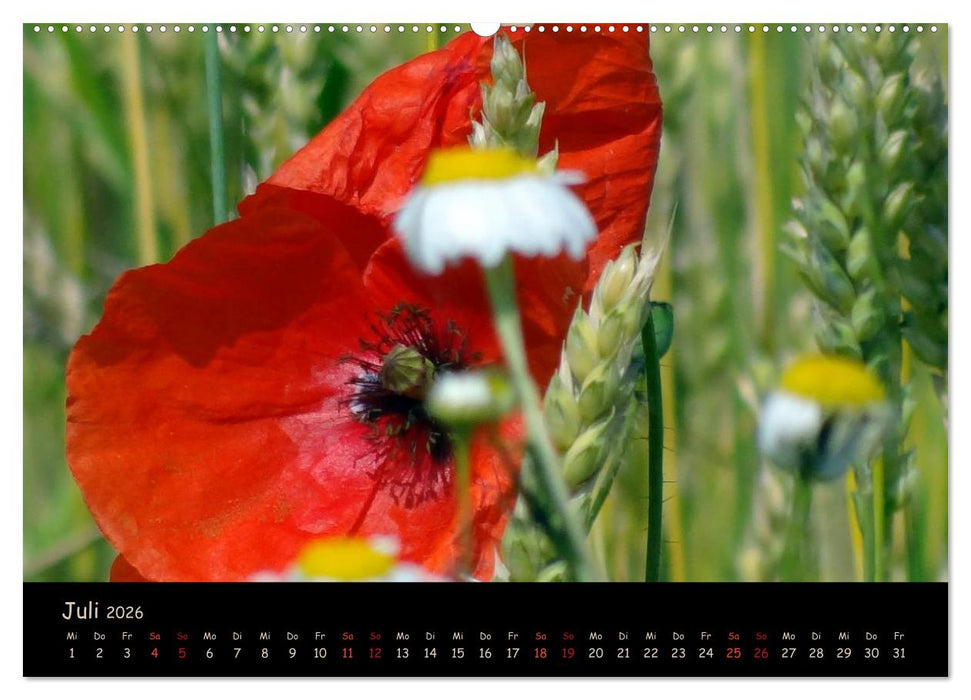 Just Mohn (CALVENDO Premium Wandkalender 2026)