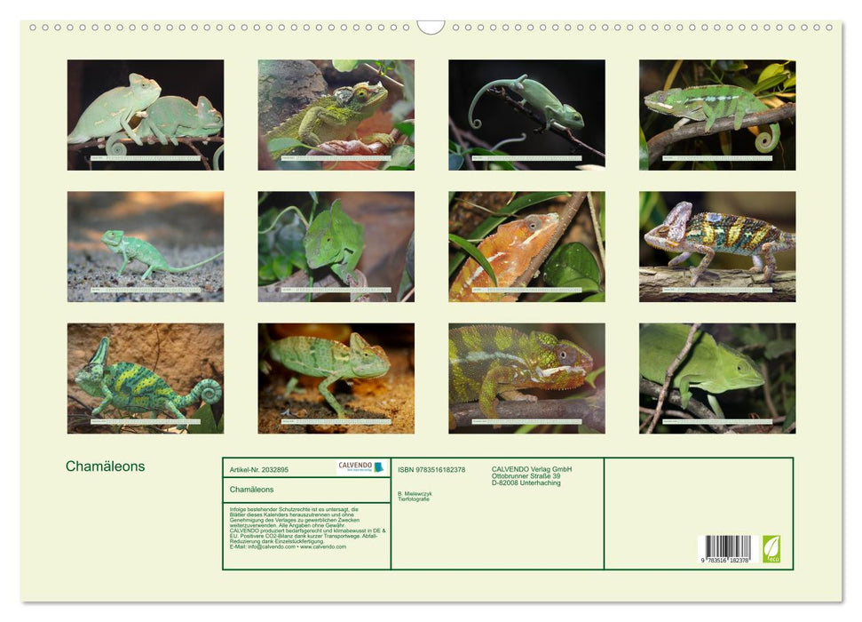 Chamäleons (CALVENDO Wandkalender 2026)