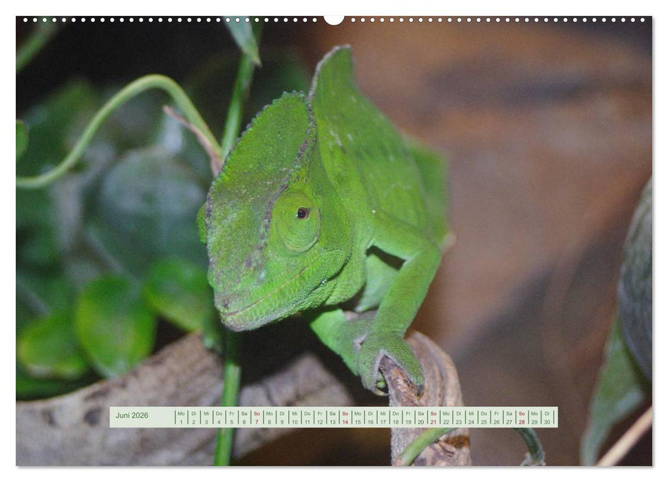 Chamäleons (CALVENDO Wandkalender 2026)