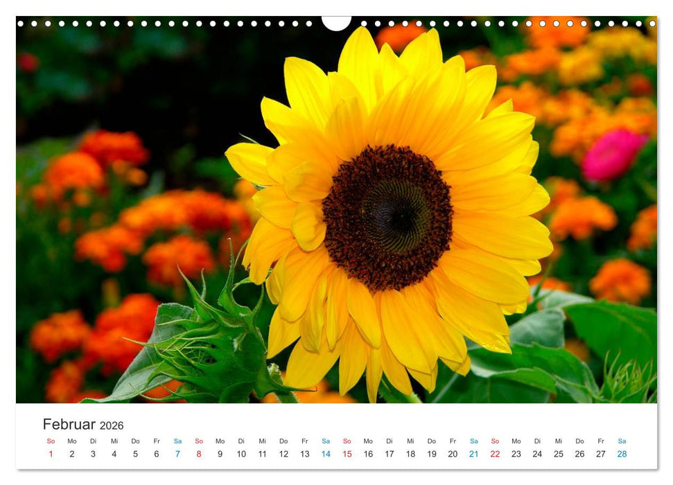 Sonnenblumen 2026 (CALVENDO Wandkalender 2026)