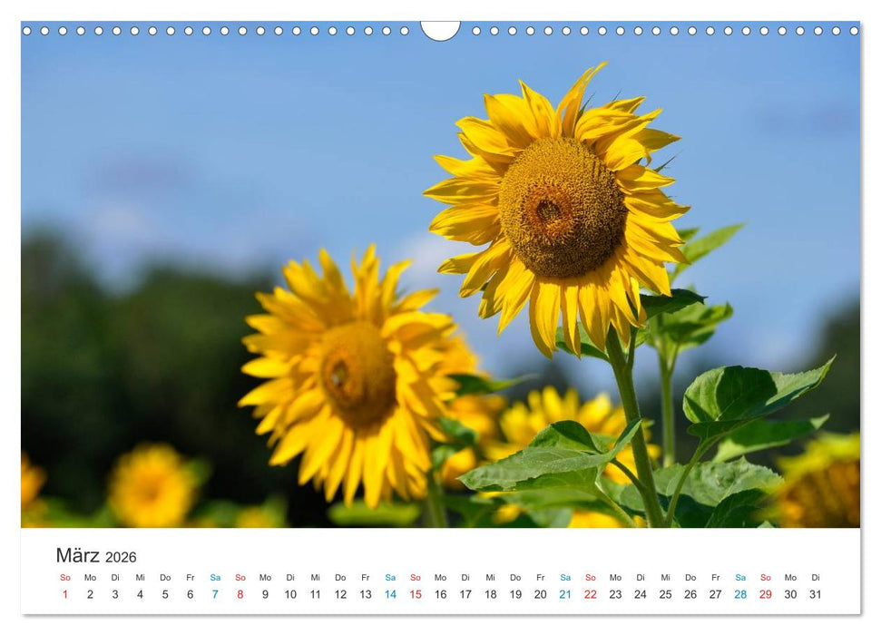 Sonnenblumen 2026 (CALVENDO Wandkalender 2026)