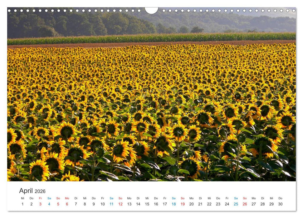 Sonnenblumen 2026 (CALVENDO Wandkalender 2026)
