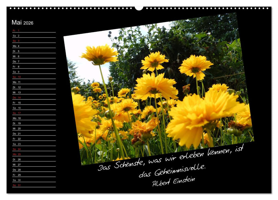 Gelbe Lebensfreude (CALVENDO Premium Wandkalender 2026)