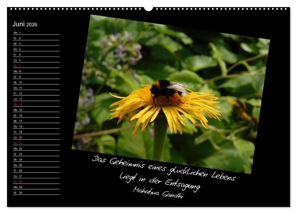 Gelbe Lebensfreude (CALVENDO Premium Wandkalender 2026)