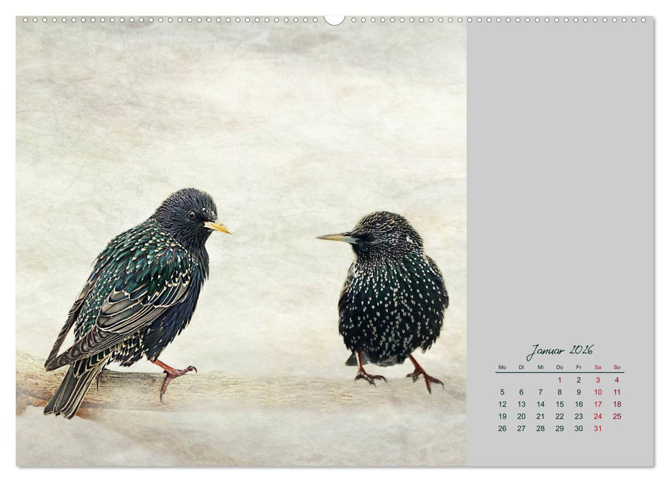 Kalendersprüche (CALVENDO Wandkalender 2026)