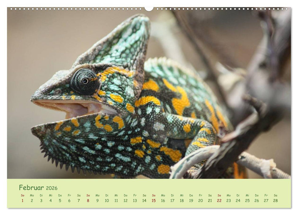 Augenblicke der Chamäleons (CALVENDO Premium Wandkalender 2026)