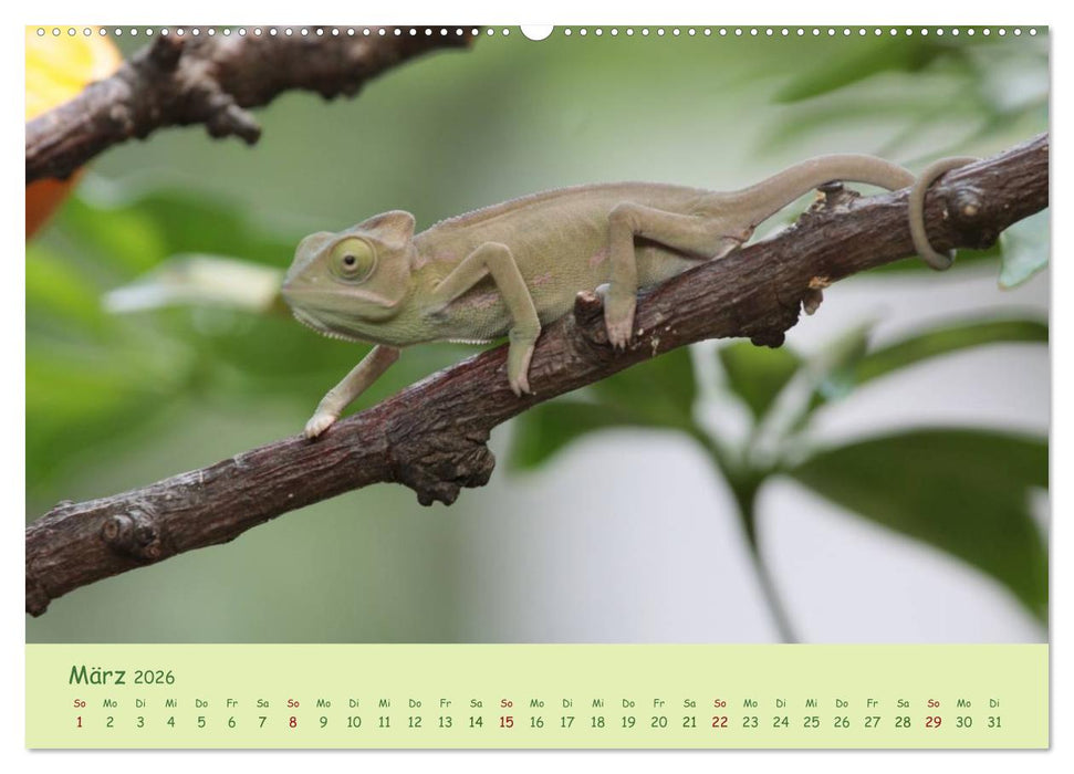 Augenblicke der Chamäleons (CALVENDO Premium Wandkalender 2026)