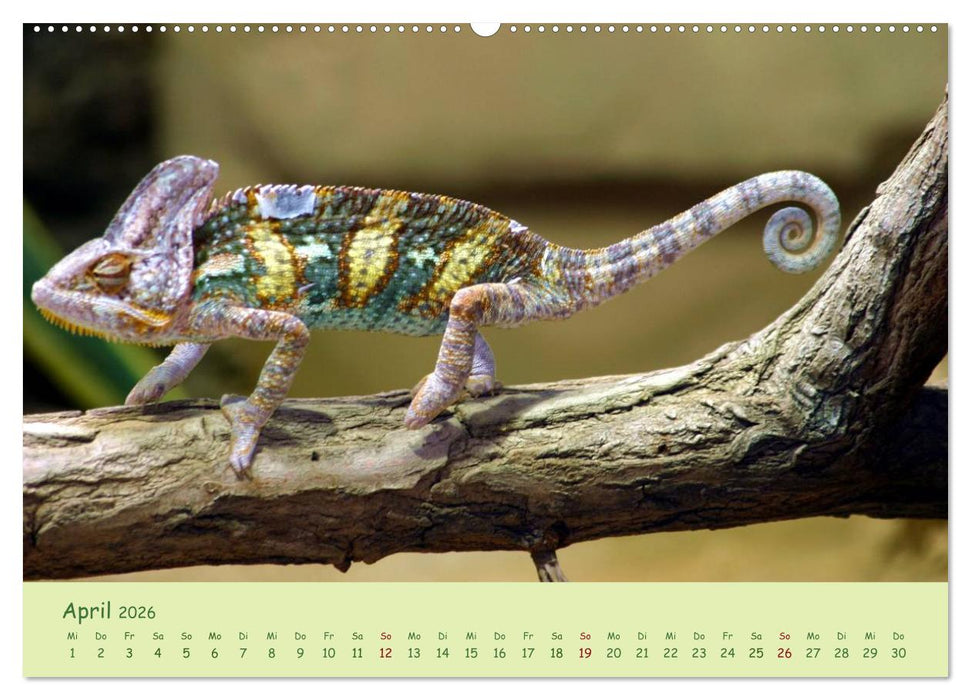 Augenblicke der Chamäleons (CALVENDO Premium Wandkalender 2026)