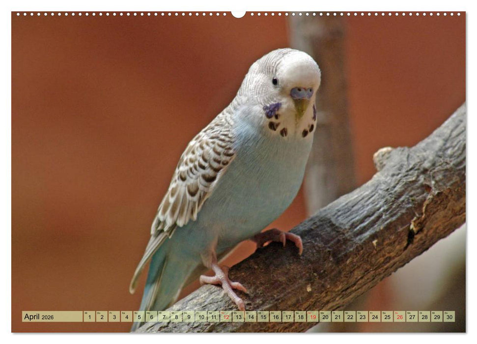 Wellensittiche (CALVENDO Wandkalender 2026)