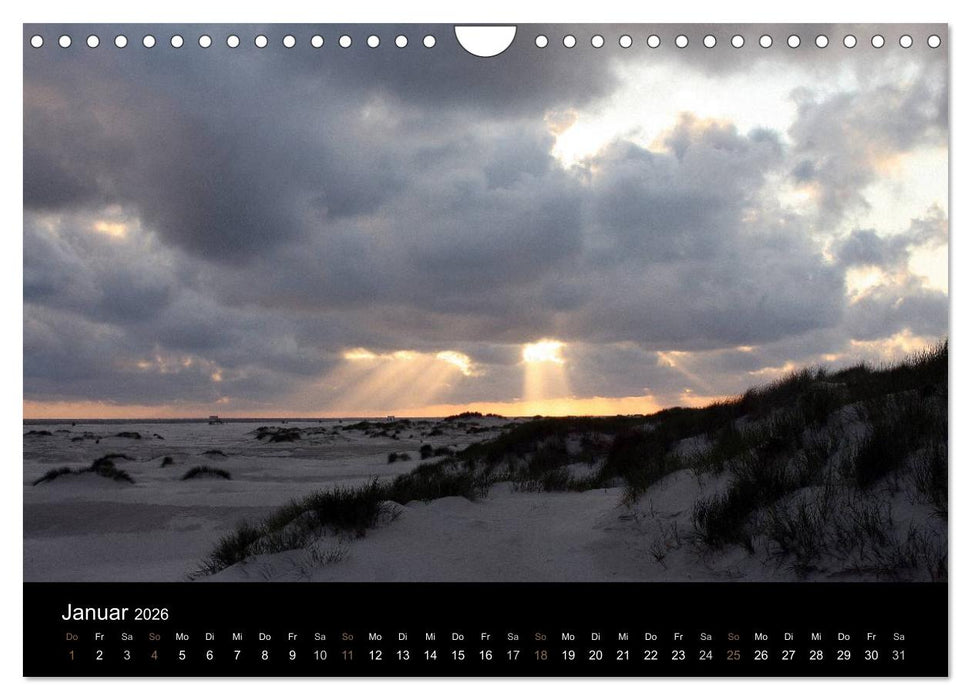 Die Insel Amrum (CALVENDO Wandkalender 2026)