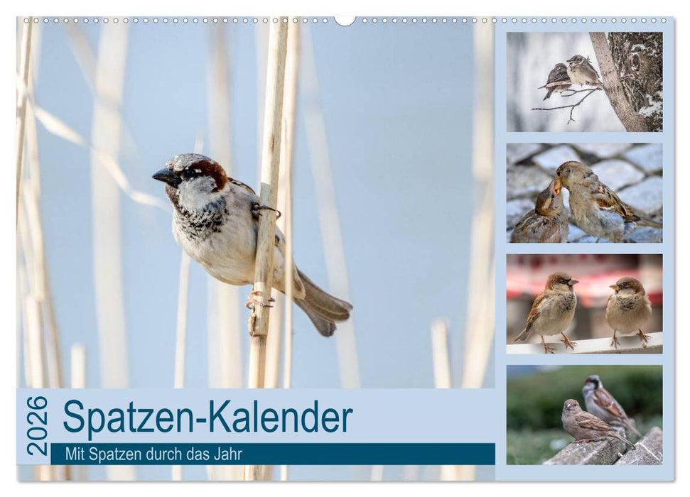 Spatzen-Kalender (CALVENDO Wandkalender 2026)
