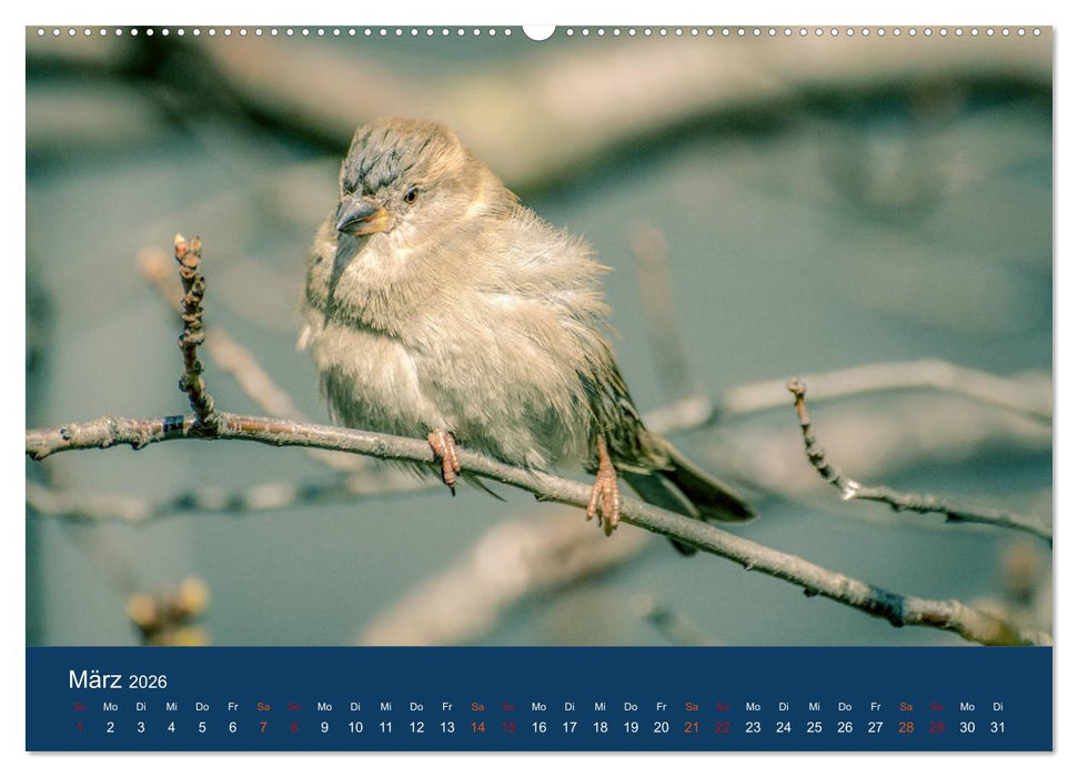 Spatzen-Kalender (CALVENDO Wandkalender 2026)