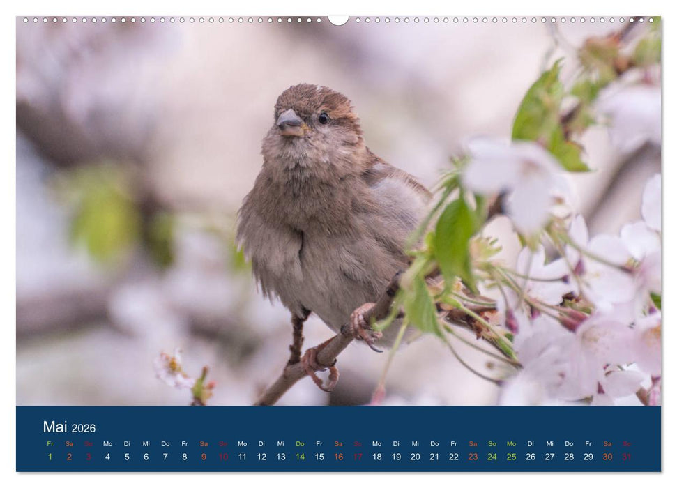 Spatzen-Kalender (CALVENDO Wandkalender 2026)