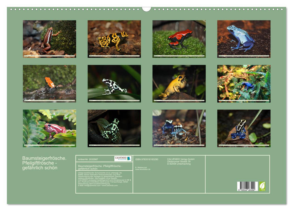Baumsteigerfrösche. Pfeilgiftfrösche - gefährlich schön (CALVENDO Wandkalender 2026)