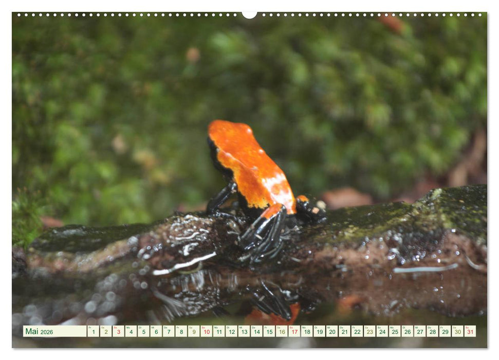 Baumsteigerfrösche. Pfeilgiftfrösche - gefährlich schön (CALVENDO Wandkalender 2026)