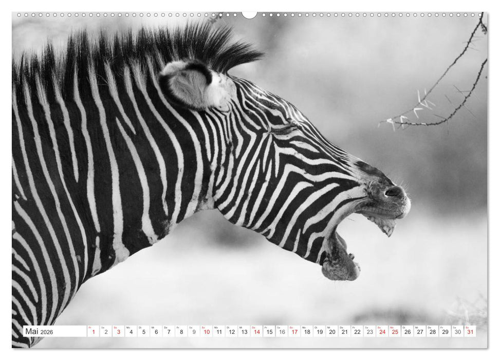 Emotionale Momente: Zebras - black & white. (CALVENDO Premium Wandkalender 2026)
