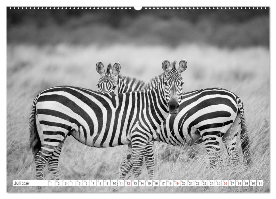 Emotionale Momente: Zebras - black & white. (CALVENDO Premium Wandkalender 2026)