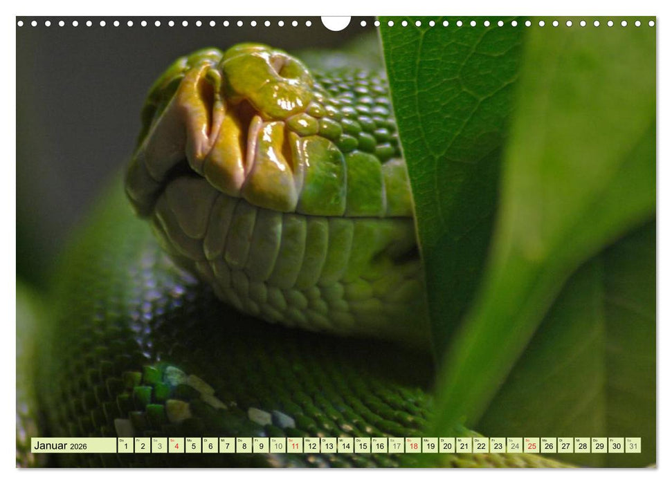Schlangen im Portrait (CALVENDO Wandkalender 2026)