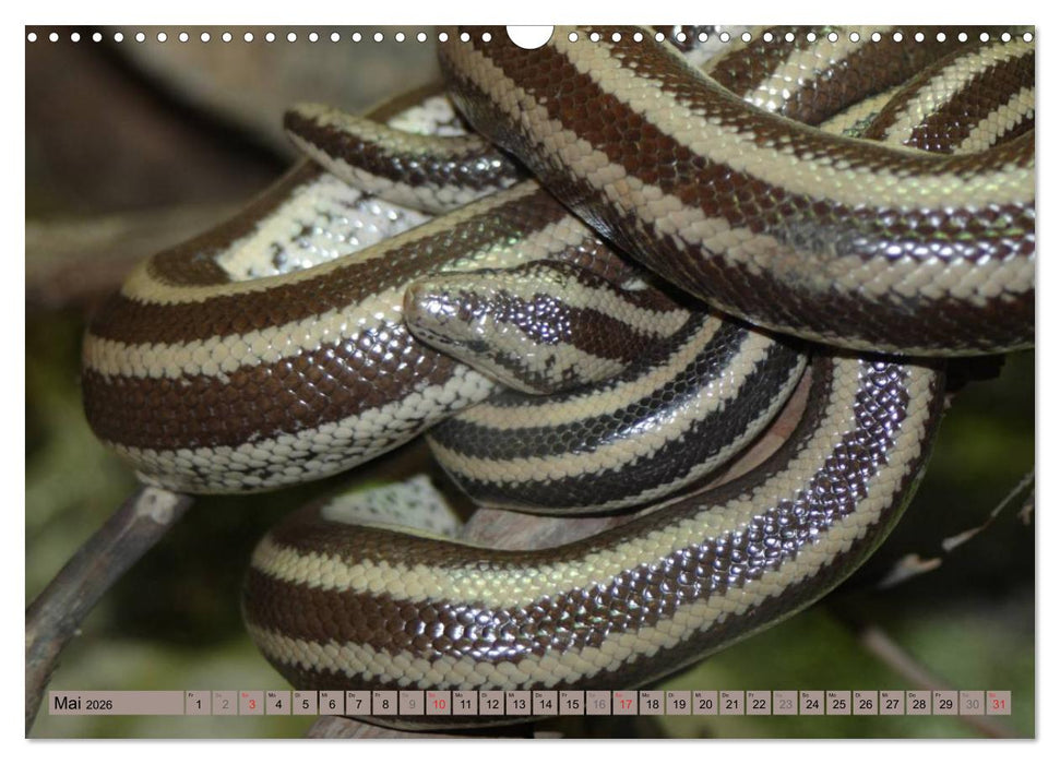 Schlangen im Portrait (CALVENDO Wandkalender 2026)