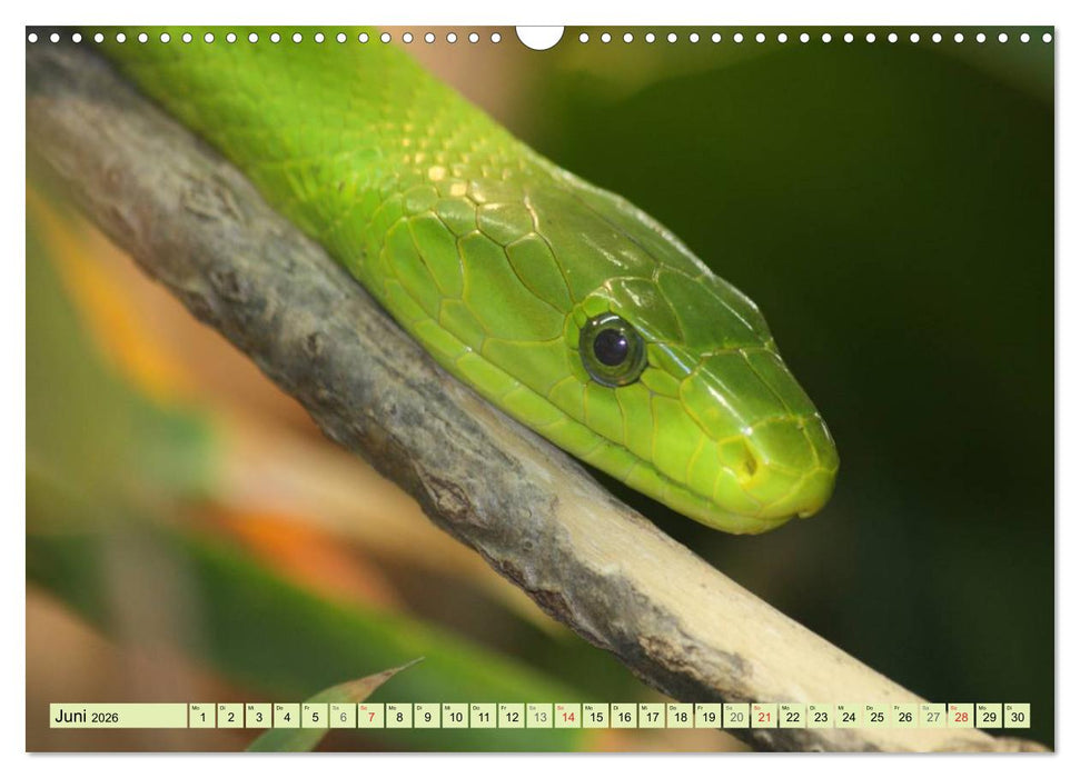 Schlangen im Portrait (CALVENDO Wandkalender 2026)