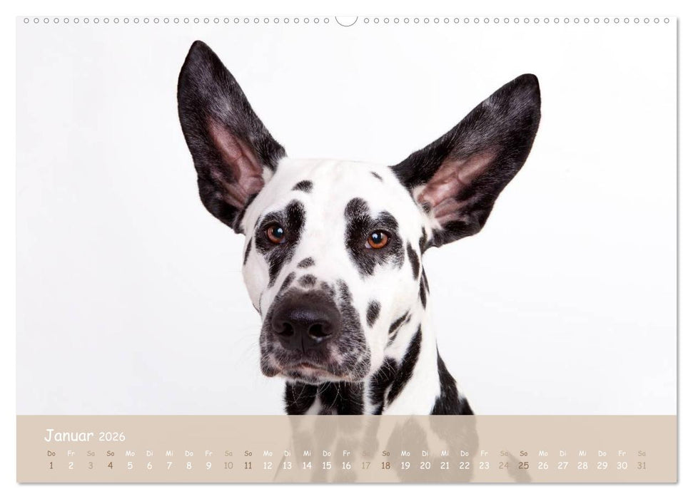 SCHLAPPOHREN (CALVENDO Premium Wandkalender 2026)