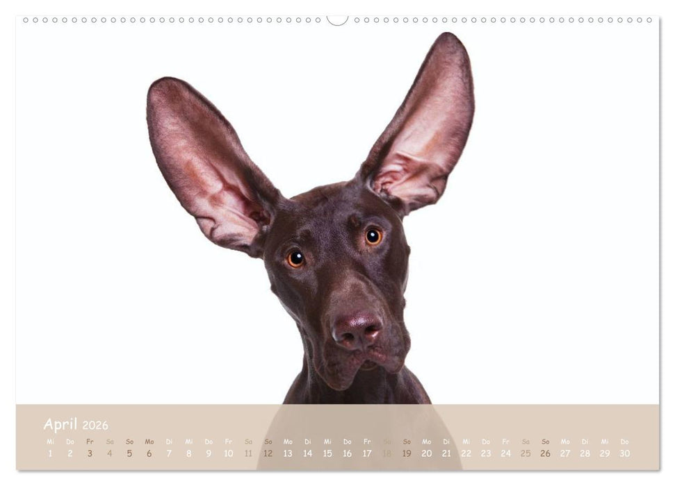 SCHLAPPOHREN (CALVENDO Premium Wandkalender 2026)