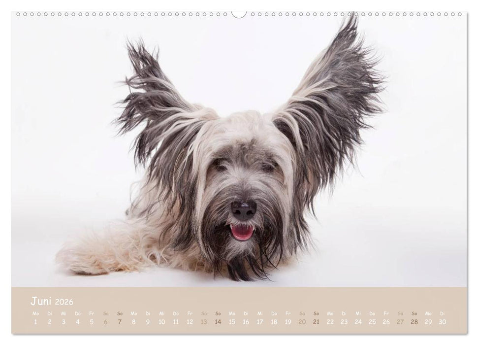 SCHLAPPOHREN (CALVENDO Premium Wandkalender 2026)