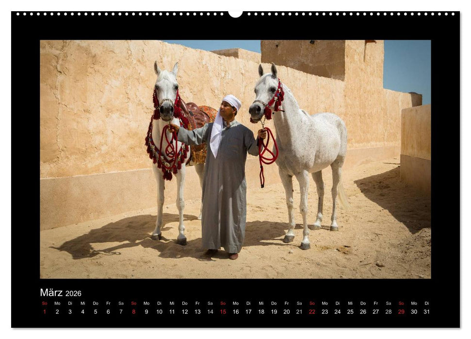 Vollblutaraber (CALVENDO Wandkalender 2026)