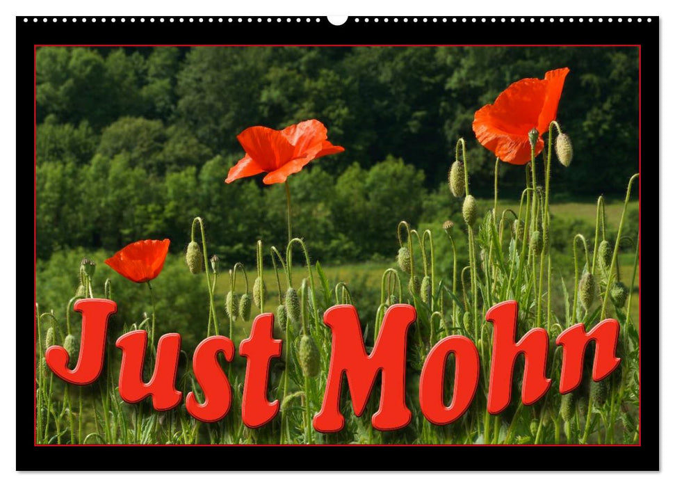 Just Mohn (CALVENDO Wandkalender 2026)
