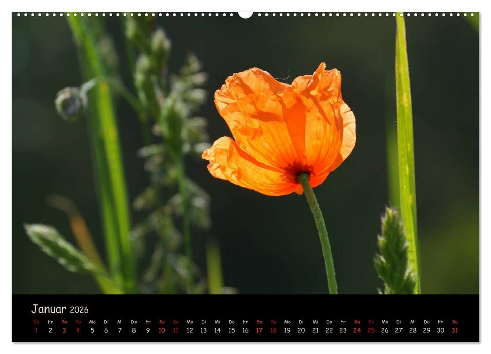 Just Mohn (CALVENDO Wandkalender 2026)