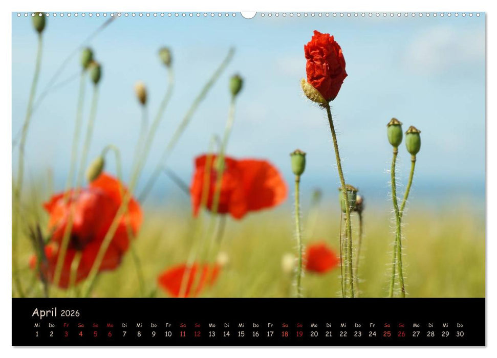 Just Mohn (CALVENDO Wandkalender 2026)
