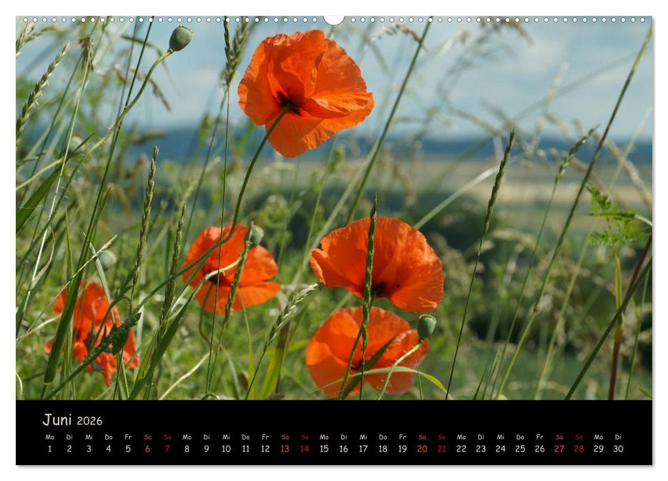 Just Mohn (CALVENDO Wandkalender 2026)
