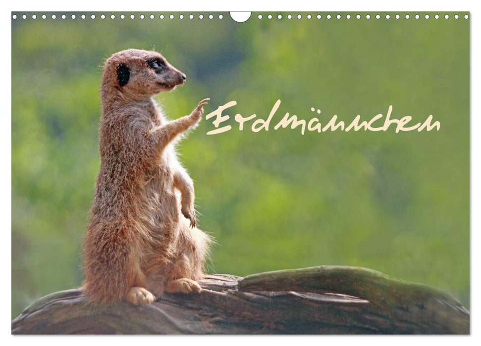 Erdmännchen (CALVENDO Wandkalender 2026)