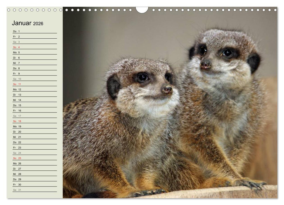 Erdmännchen (CALVENDO Wandkalender 2026)