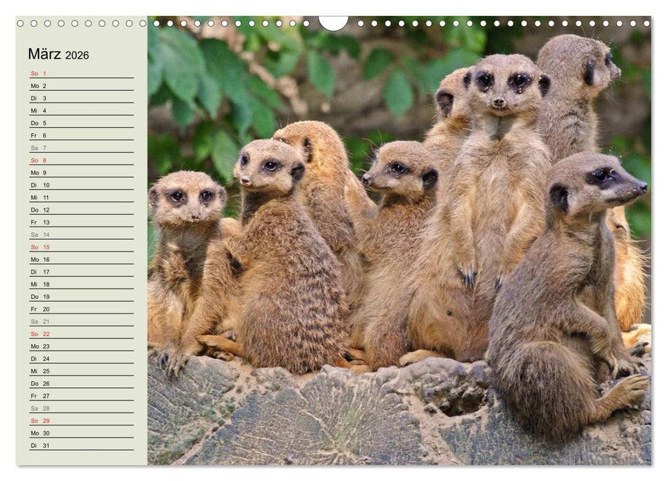 Erdmännchen (CALVENDO Wandkalender 2026)
