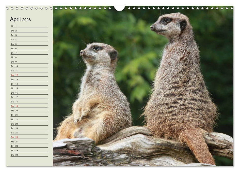 Erdmännchen (CALVENDO Wandkalender 2026)