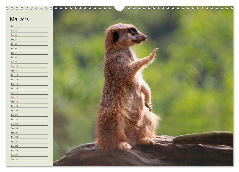 Erdmännchen (CALVENDO Wandkalender 2026)