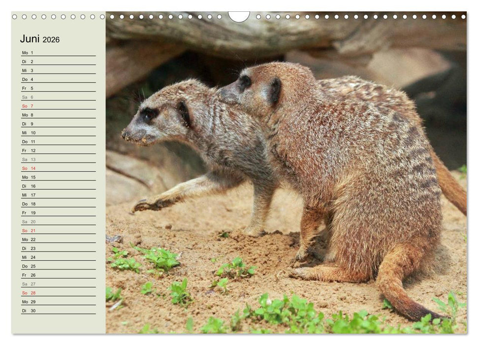 Erdmännchen (CALVENDO Wandkalender 2026)