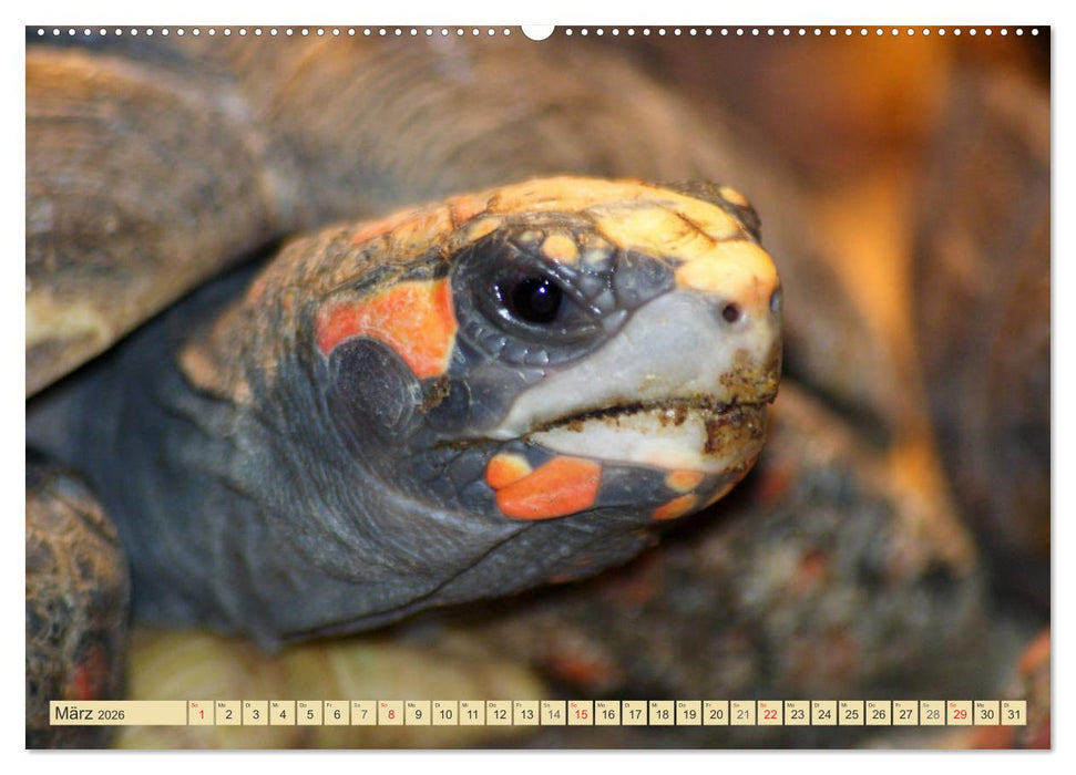 Schildkröten - Gepanzerte Urzeitwesen (CALVENDO Wandkalender 2026)
