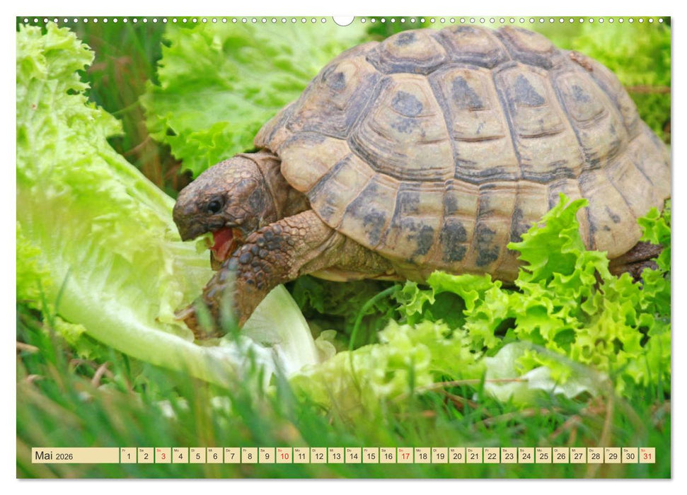 Schildkröten - Gepanzerte Urzeitwesen (CALVENDO Wandkalender 2026)