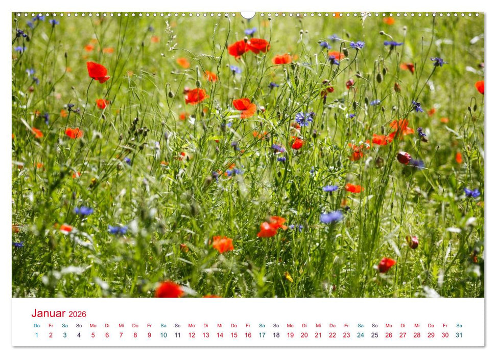 Mohnblumen (CALVENDO Premium Wandkalender 2026)