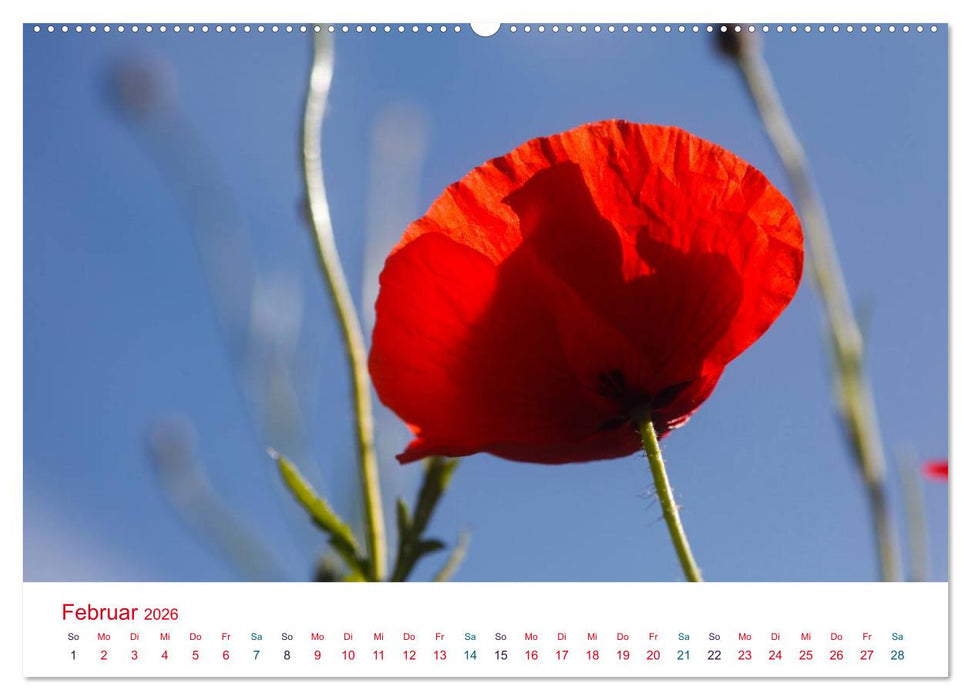 Mohnblumen (CALVENDO Premium Wandkalender 2026)