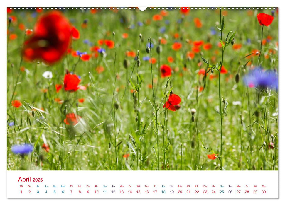 Mohnblumen (CALVENDO Premium Wandkalender 2026)