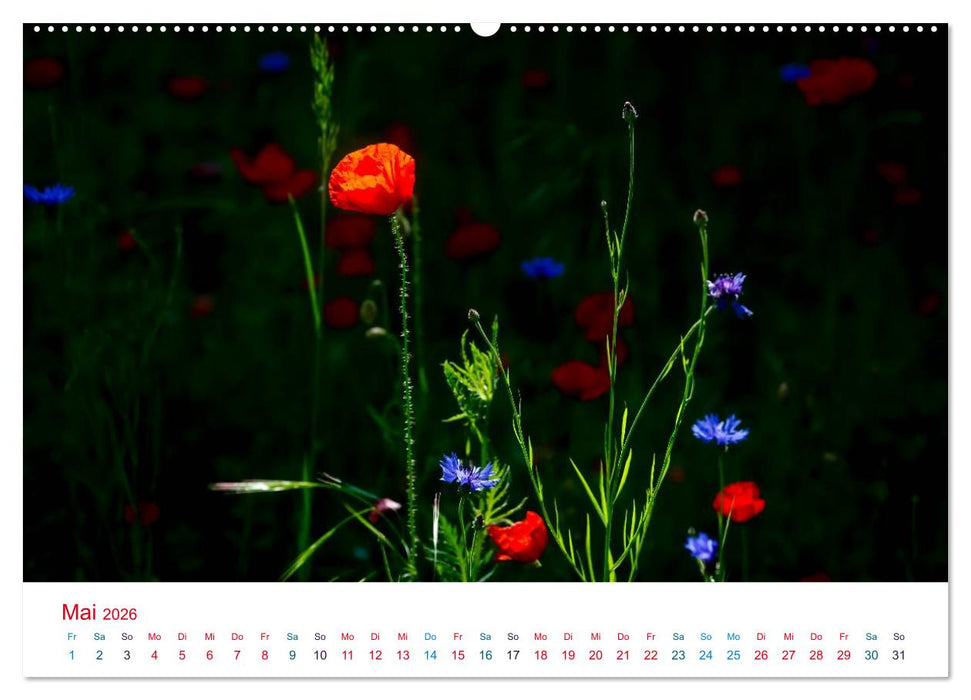 Mohnblumen (CALVENDO Premium Wandkalender 2026)