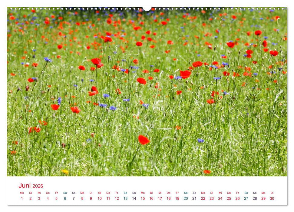 Mohnblumen (CALVENDO Premium Wandkalender 2026)