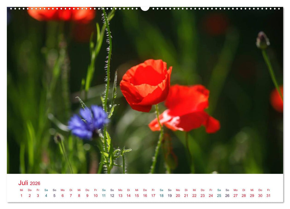 Mohnblumen (CALVENDO Premium Wandkalender 2026)