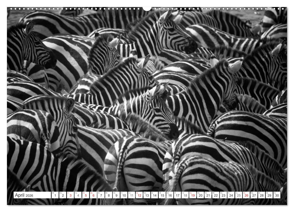 Emotionale Momente: Zebras - black & white. (CALVENDO Wandkalender 2026)